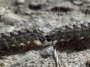 Chenilles processionnaires