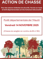 Chasse sangliers - 14 novmbre 2025