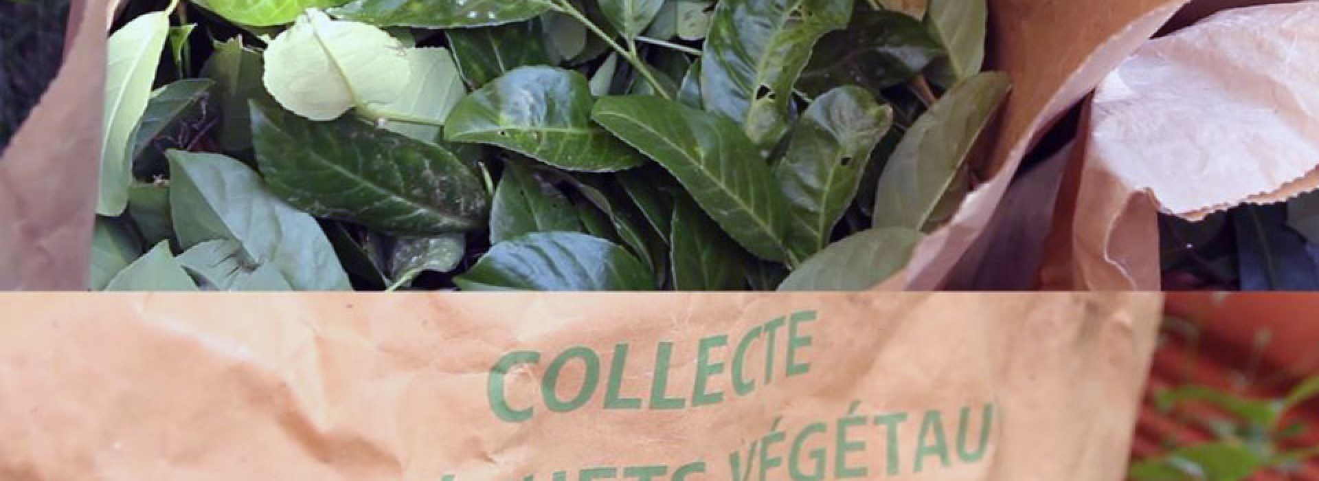 Distribution des sacs de collecte des végétaux