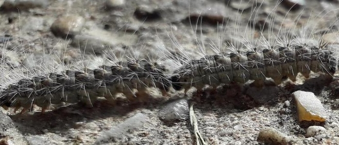 Chenilles processionnaires