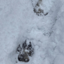 Les grosses pattes du chien par Anne 