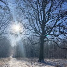 Clairière du massif de l'Hautil sous le soleil par Anne